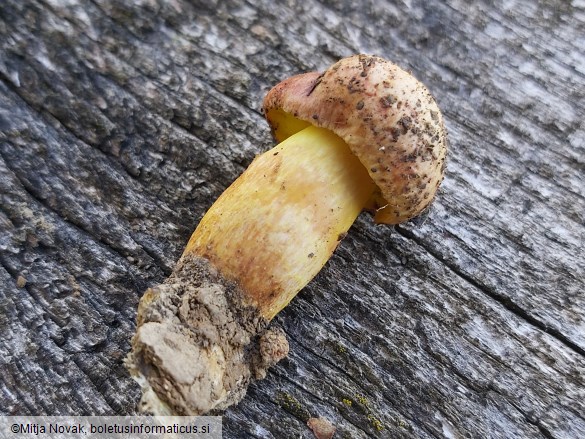 Aureoboletus gentilis
