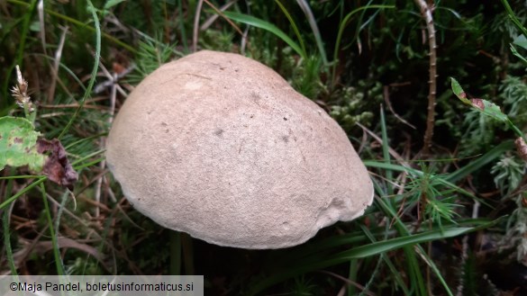 Boletus calopus