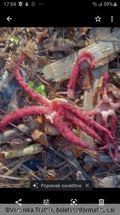 Clathrus archeri