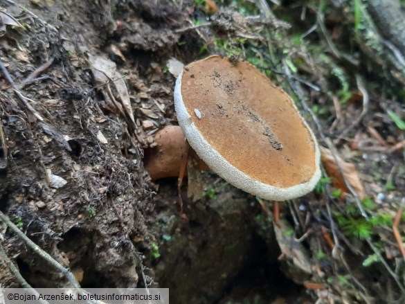 Gyroporus castaneus