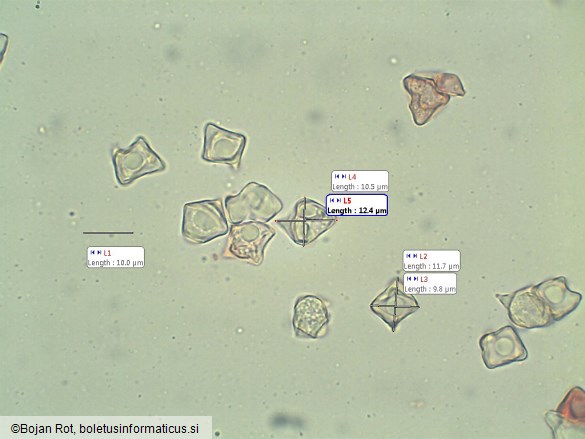 Entoloma conferendum