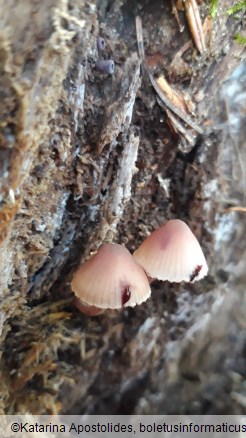 Mycena haematopus