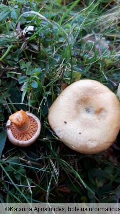 Lactarius deterrimus