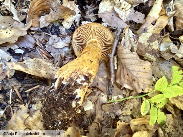 Cortinarius callisteus