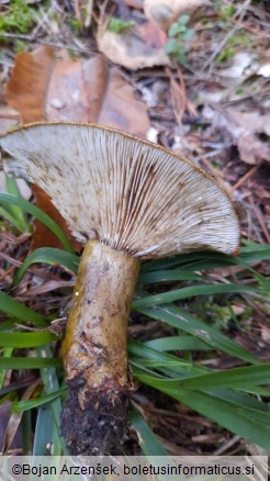 Lactarius turpis