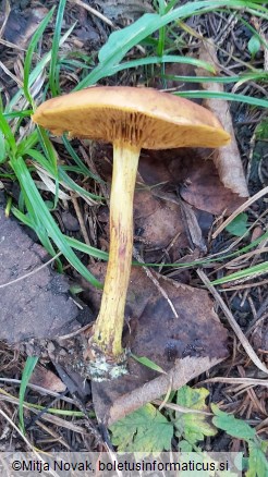 Cortinarius croceus