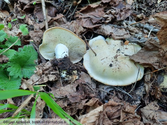 Calocybe gambosa