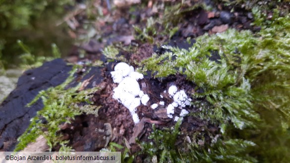 Ceratiomyxa fruticulosa