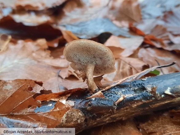 Polyporus brumalis