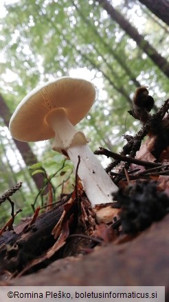 Amanita citrina