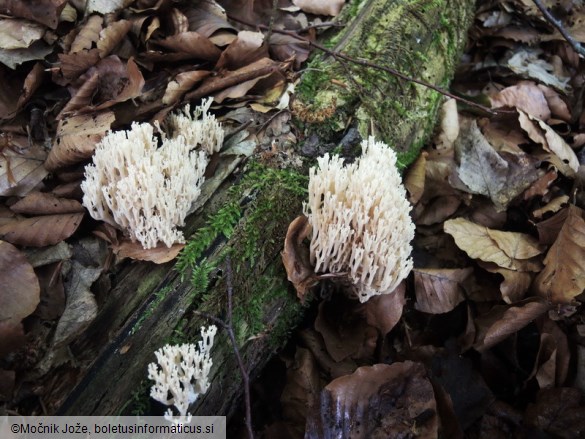 Artomyces pyxidatus