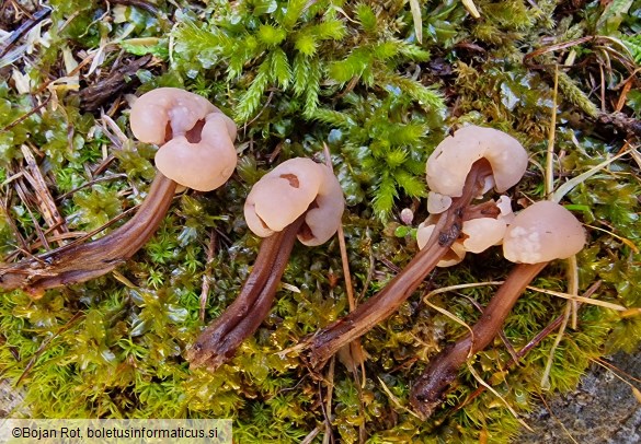 Cudonia circinans