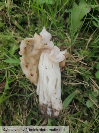 Helvella crispa