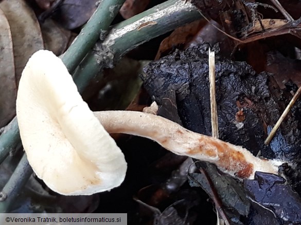 Lentinus brumalis