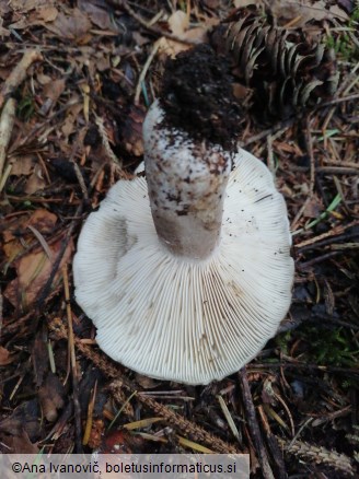 Russula adusta