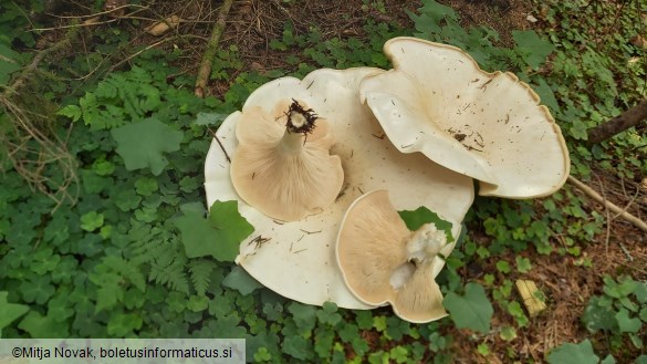 Aspropaxillus giganteus