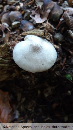 Volvariella murinella