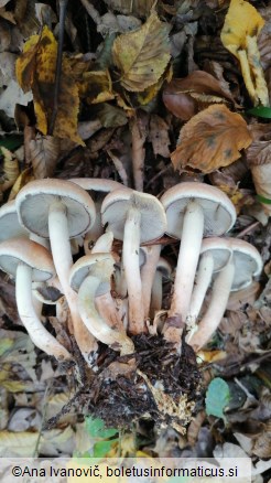 Hypholoma capnoides