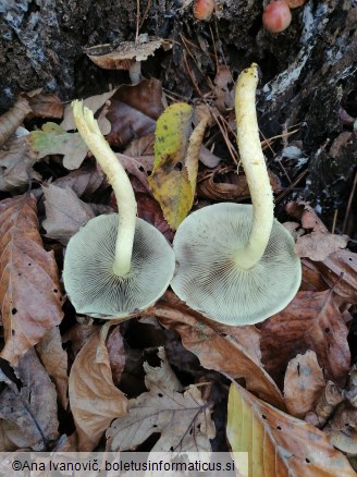 Hypholoma fasciculare