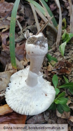 Amanita pantherina