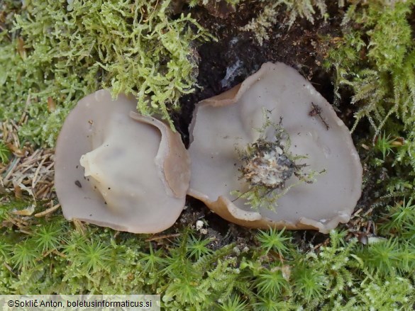 Discina ancilis