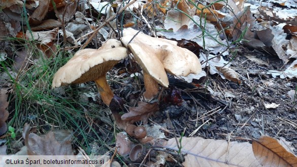 Suillus bovinus