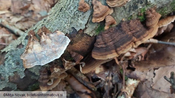 Xylobolus subpileatus