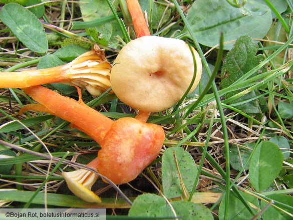 Hygrocybe cantharellus