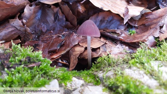 Psathyrella bipellis