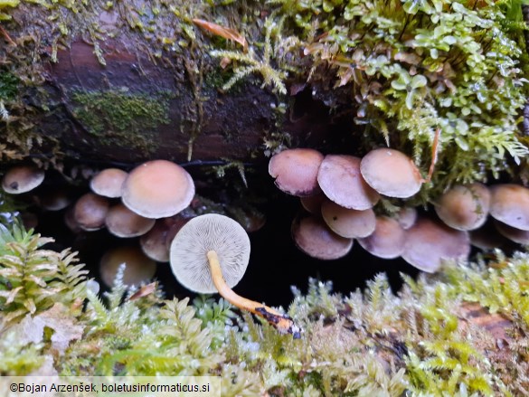 Hypholoma fasciculare var. pusillum