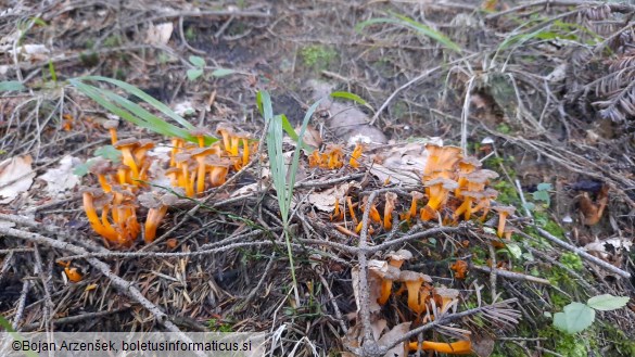 Craterellus lutescens