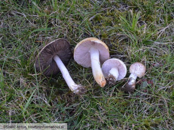 Agaricus comtulus