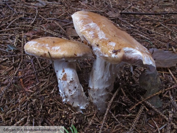 Cortinarius claricolor