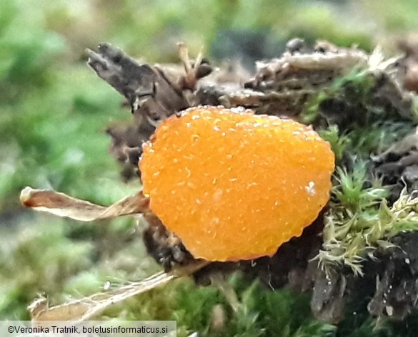 Tubifera ferruginosa