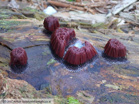 Stemonitis axifera