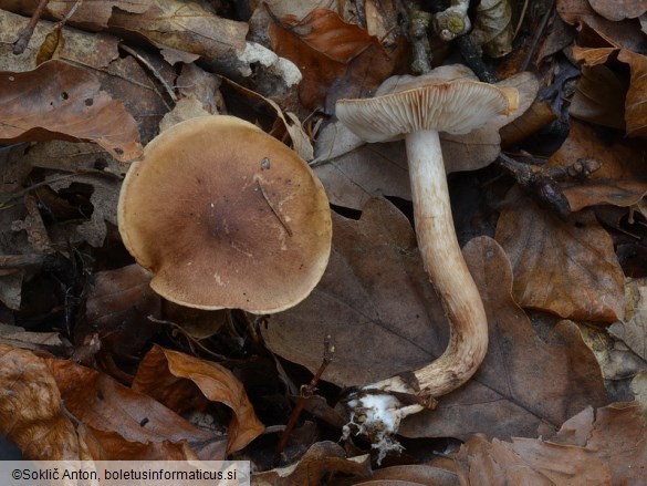 Tricholoma ustale