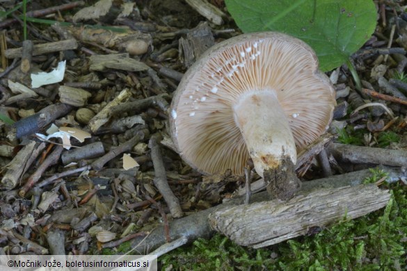 Lactarius circellatus