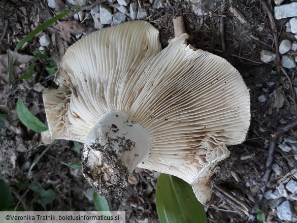 Russula delica