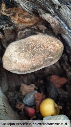 Aurantiporus fissilis