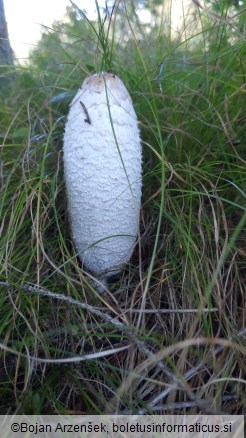 Coprinus comatus