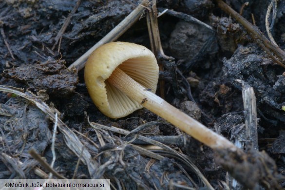 Conocybe siliginea