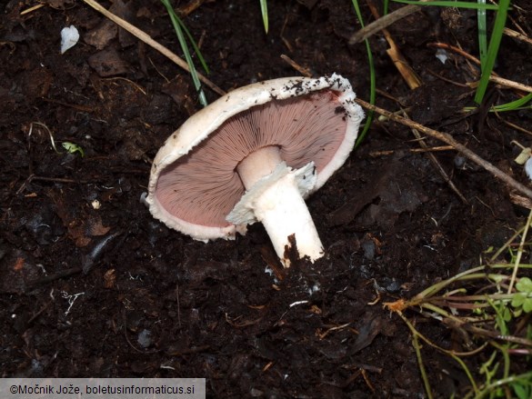 Agaricus bisporus