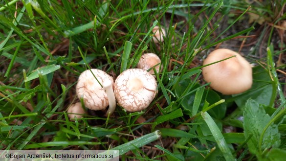 Marasmius oreades