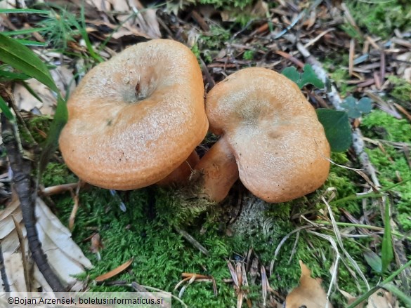 Lactarius deterrimus