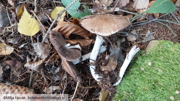 Agaricus sylvaticus