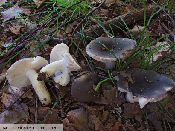 Russula parazurea