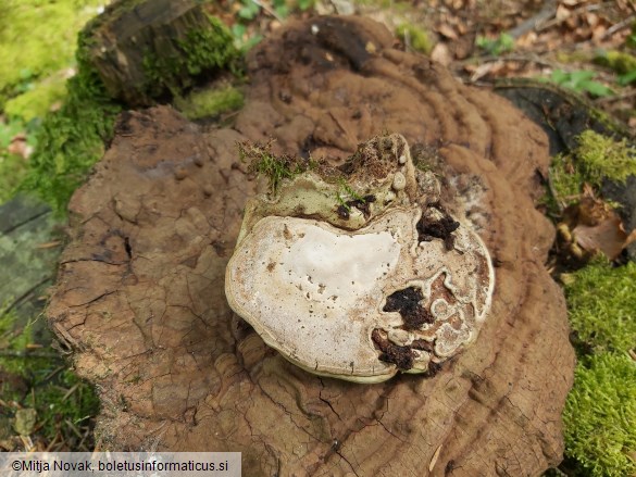 Ganoderma applanatum