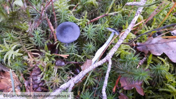 Entocybe nitida