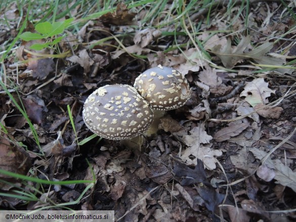 Amanita franchetii