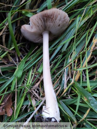 Volvariella speciosa